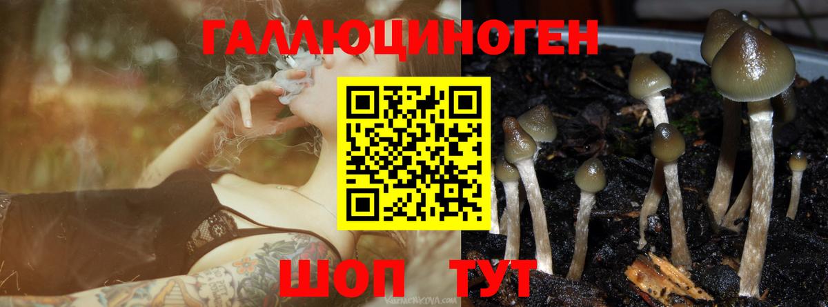 Псилоцибиновые грибы Psilocybe Саяногорск